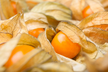 physalis closeup