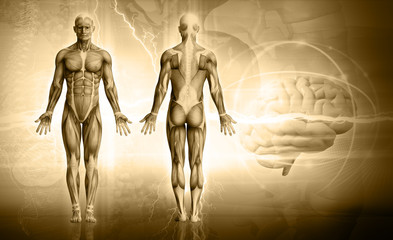 Wall Mural - human body
