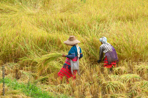 Fotografie, Obraz hilltribe women farmer in paddy rice field