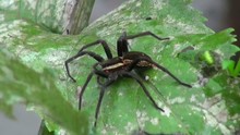Beautiful Black Spider Sits On Green Leaf