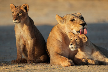 Wall Mural - lioness with cubs, kalahari desert
