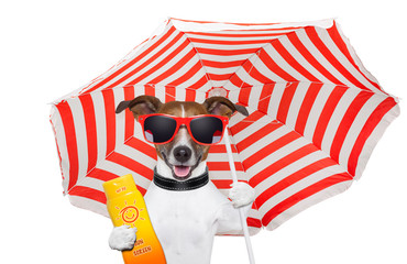 Wall Mural - Dog summer sunscreen