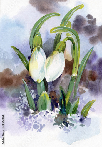 Obraz w ramie Spring snowdrop flowers with snow in the forest