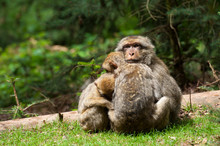 Berber Monkeys