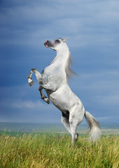 Obraz na płótnie piękny natura arabian koń