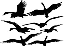 Set Of Silhouettes Of Flying Geese