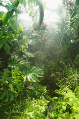 Wall Mural - tropical rainforest