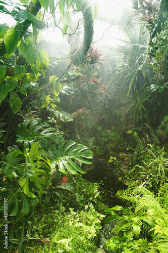 Naklejka - mata magnetyczna na lodówkę Tropical rainforest