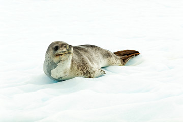 Leopard seal in Antartcia