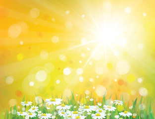 Wall Mural - vector of sky background with white chamomiles