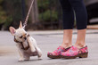Colorful clogs and surprised dog.