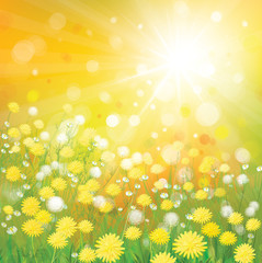 Wall Mural - vector of sky background with yellow dandelions.