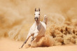 Purebred White Arabian Horse running in desert storm