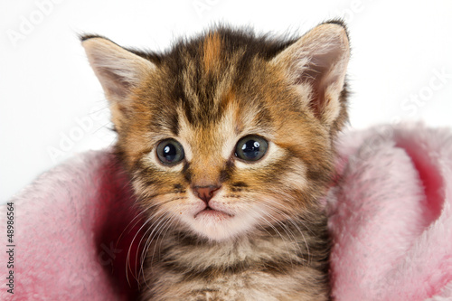Fototapeta na wymiar Kitten in pink blanket looking alert