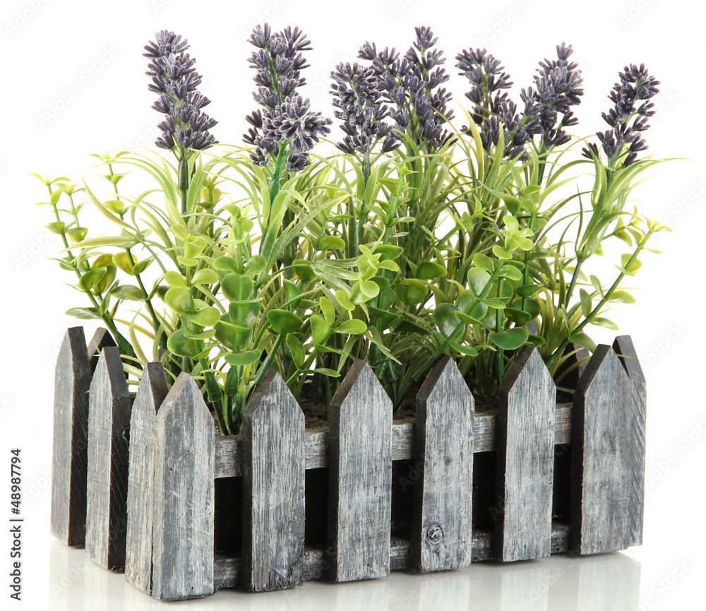 Decorative lavender in wooden box isolated on white