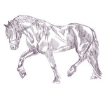 Fototapeta Konie - horse - an hand drawn illustration