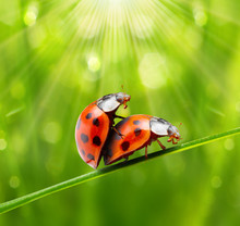 Ladybugs Couple On The Grass. Love Metaphor.