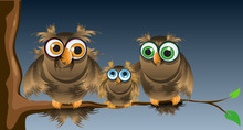 Family Owls