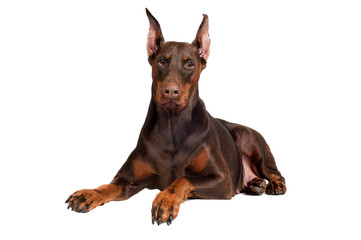 brown doberman dog lying down