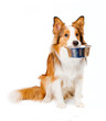 dog with empty bowl