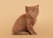 small cinnamon british kitten on light brown background