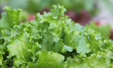 Wall Mural - Fresh lettuce closeup