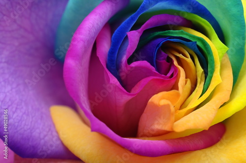 Obraz w ramie Close up of rainbow rose heart