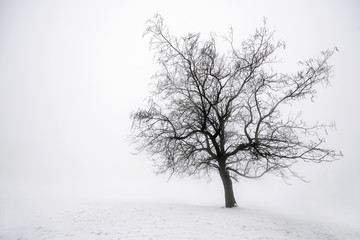 Plakat śnieg drzewa pejzaż nagi