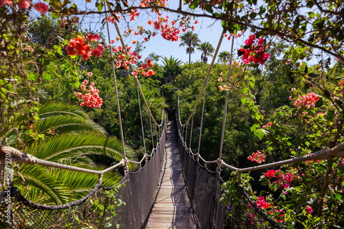 Obraz w ramie Footpath in jungle - Tenerife Canary islands