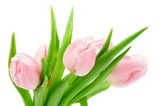 Fototapeta Tulipany - Spring Tulips