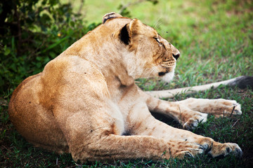 Wall Mural - female lion lying. safari in serengeti, tanzania, africa