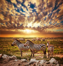 Zebras Herd On African Savanna At Sunset. Safari In Serengeti