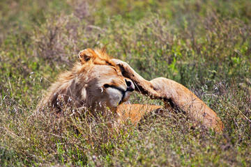 Wall Mural - young adult male lion on savanna. safari in serengeti, africa