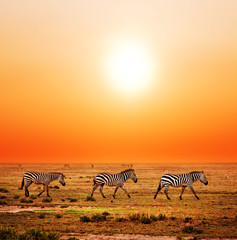 zebras herd on african savanna at sunset. safari in serengeti