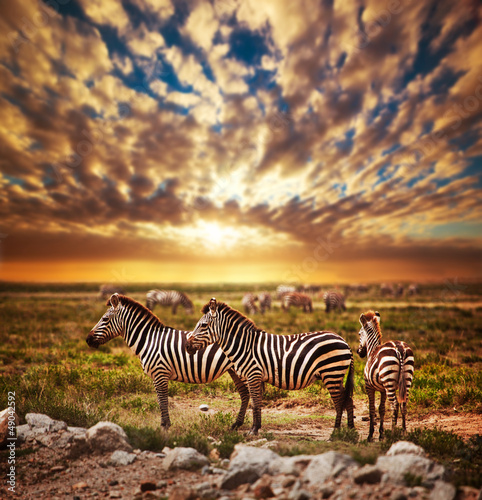 Fototapeta dla dzieci Zebras herd on African savanna at sunset. Safari in Serengeti