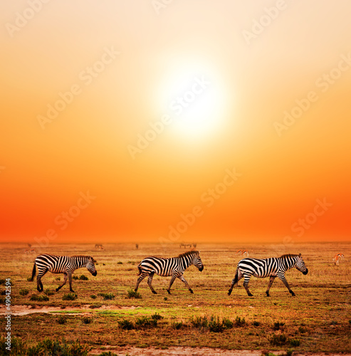 Naklejka dekoracyjna Zebras herd on African savanna at sunset. Safari in Serengeti