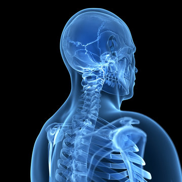 3d rendered illustration of the male skeleton
