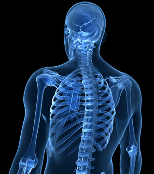 3d rendered illustration of the male skeleton