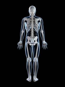 3d rendered illustration of the male skeleton