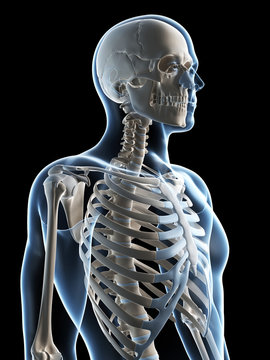 3d rendered illustration of the male skeleton