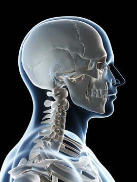 3d rendered illustration of the male skeleton