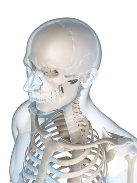 3d rendered illustration of the male skeleton