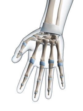 3d rendered illustration of the male skeleton