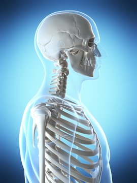 3d rendered illustration of the male skeleton