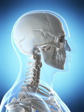 3d rendered illustration of the male skeleton