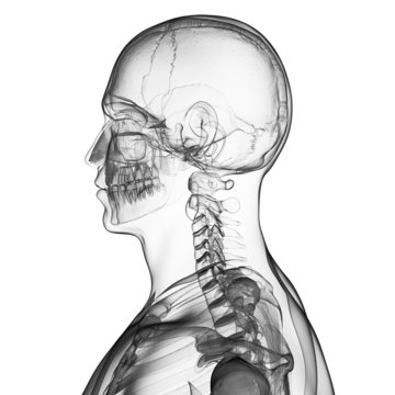 3d rendered illustration of the skull