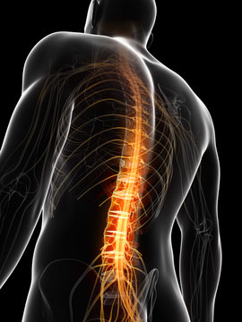 3d rendered illustration of the spinal chord