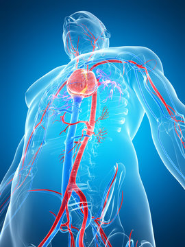 3d rendered illustration of the human vascular system
