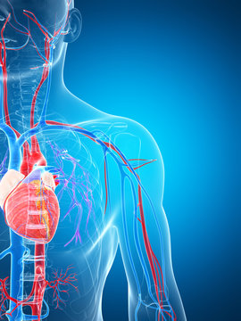 3d rendered illustration of the human vascular system