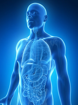 3d rendered illustration of the male anatomy